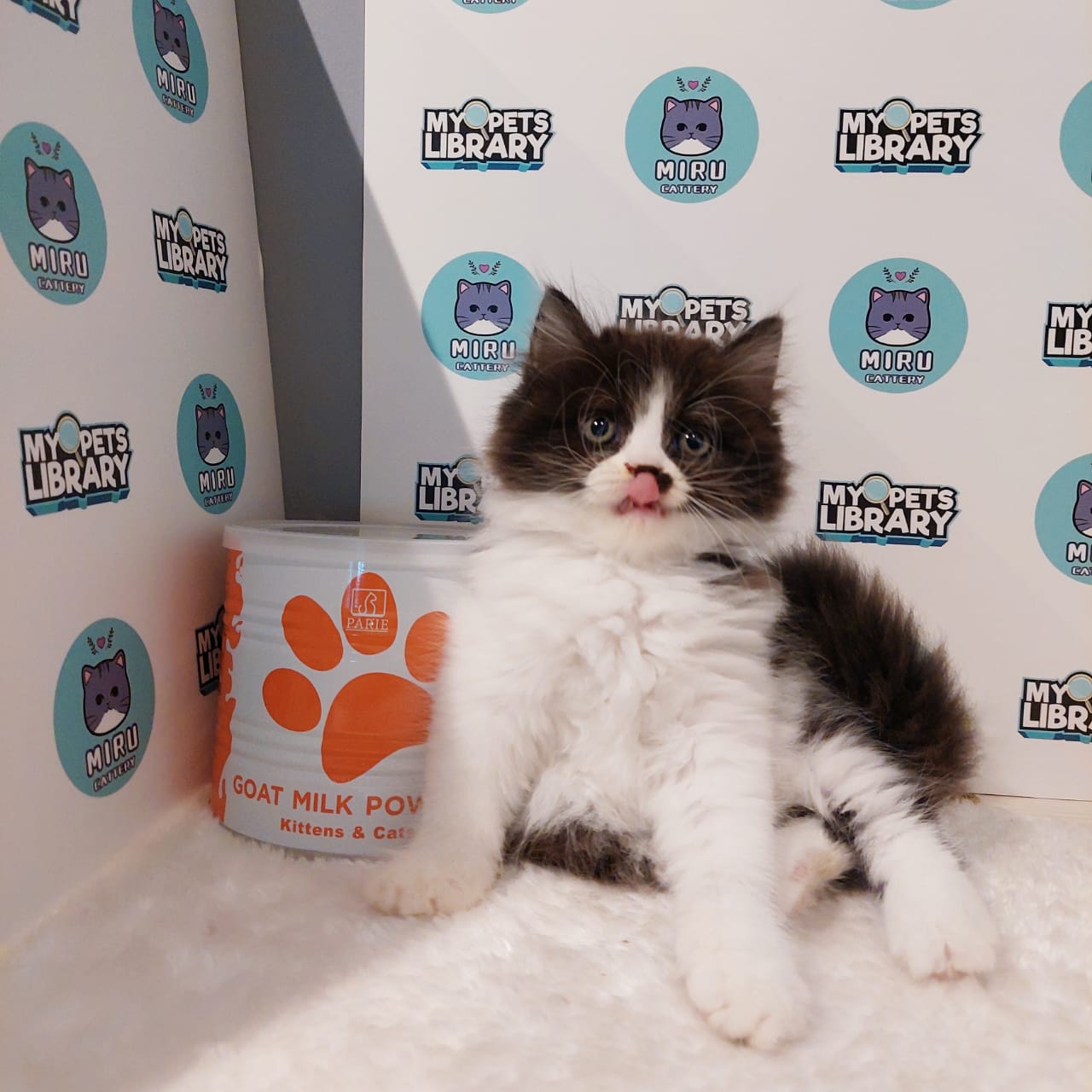Minuet Napolean Kitten (Female) For Sale