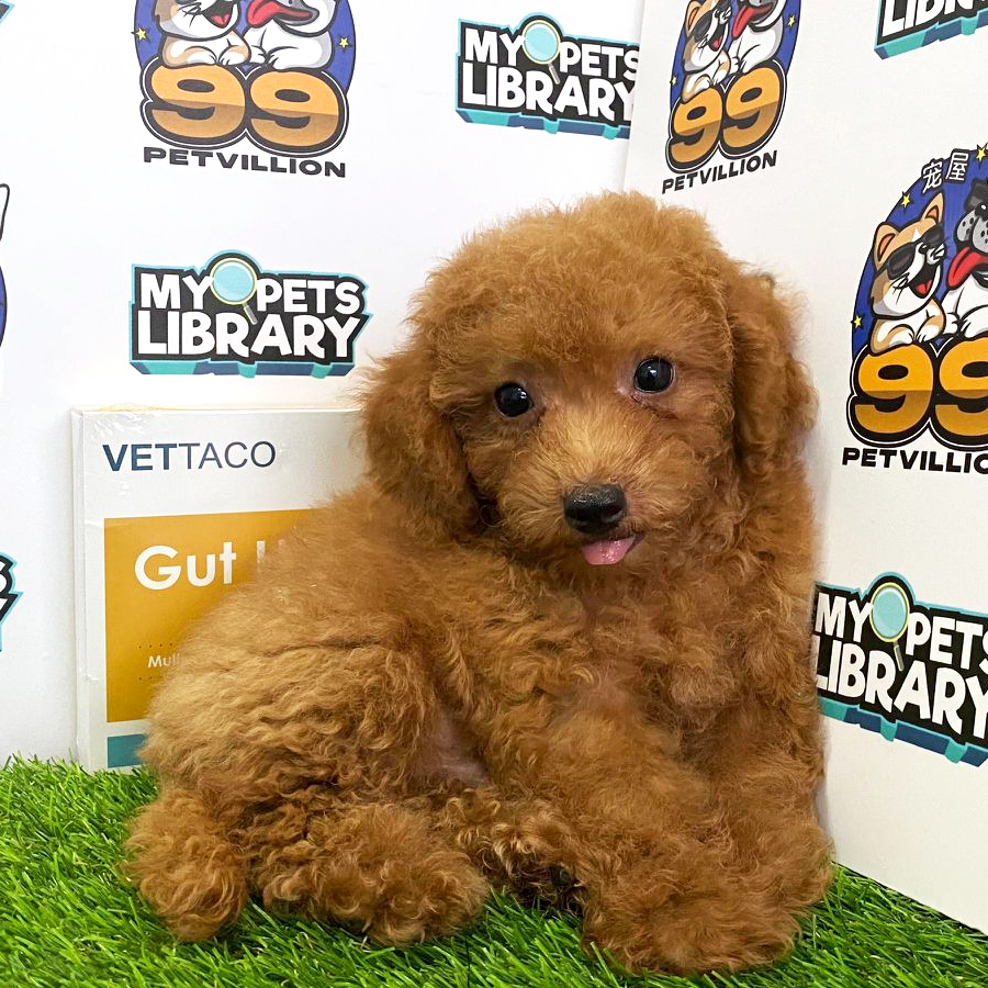 Toy Poodle Puppy (Male) For Sale