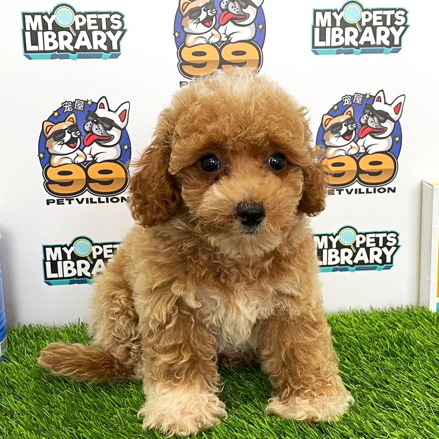 Toy Poodle Puppy (Male) For Sale
