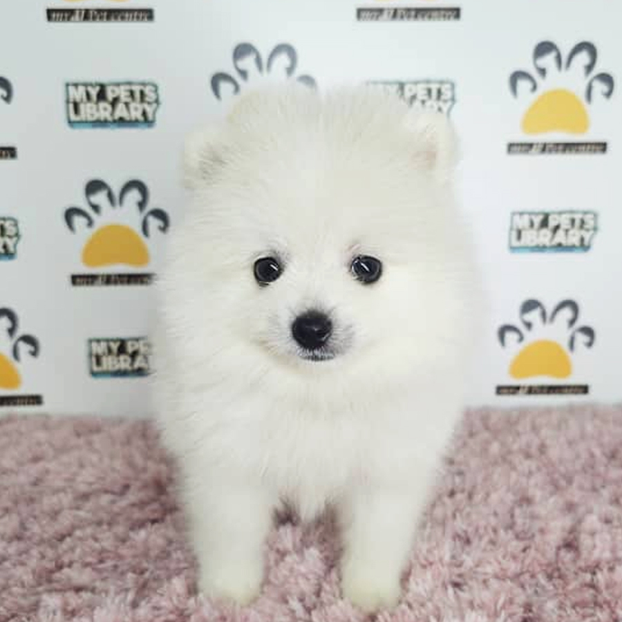 Tiny Pomeranian Puppy (Female) For Sale