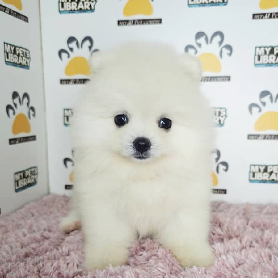 Tiny Pomeranian Puppy (Female) For Sale