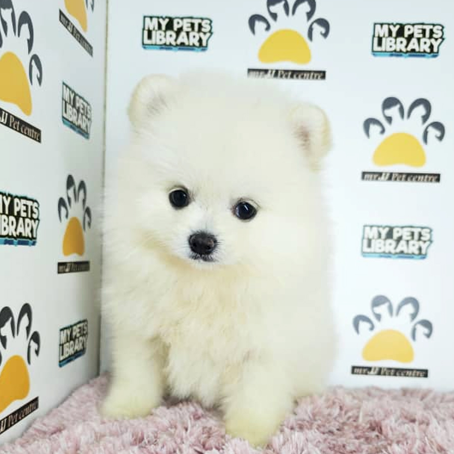Tiny Pomeranian Puppy (Female) For Sale