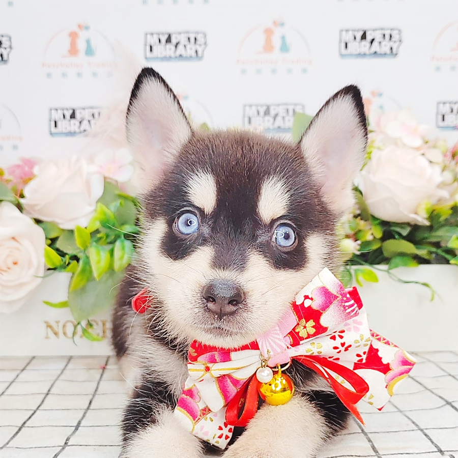 Pomsky Puppy (Male) For Sale
