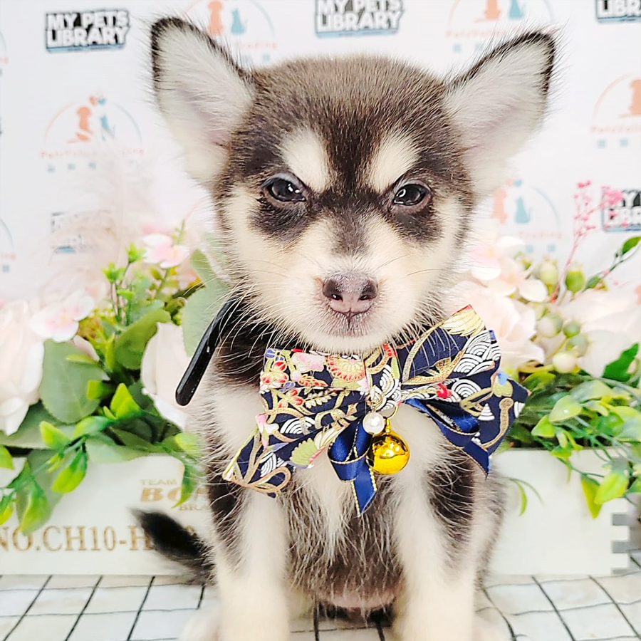 Pomsky Puppy (Female) For Sale