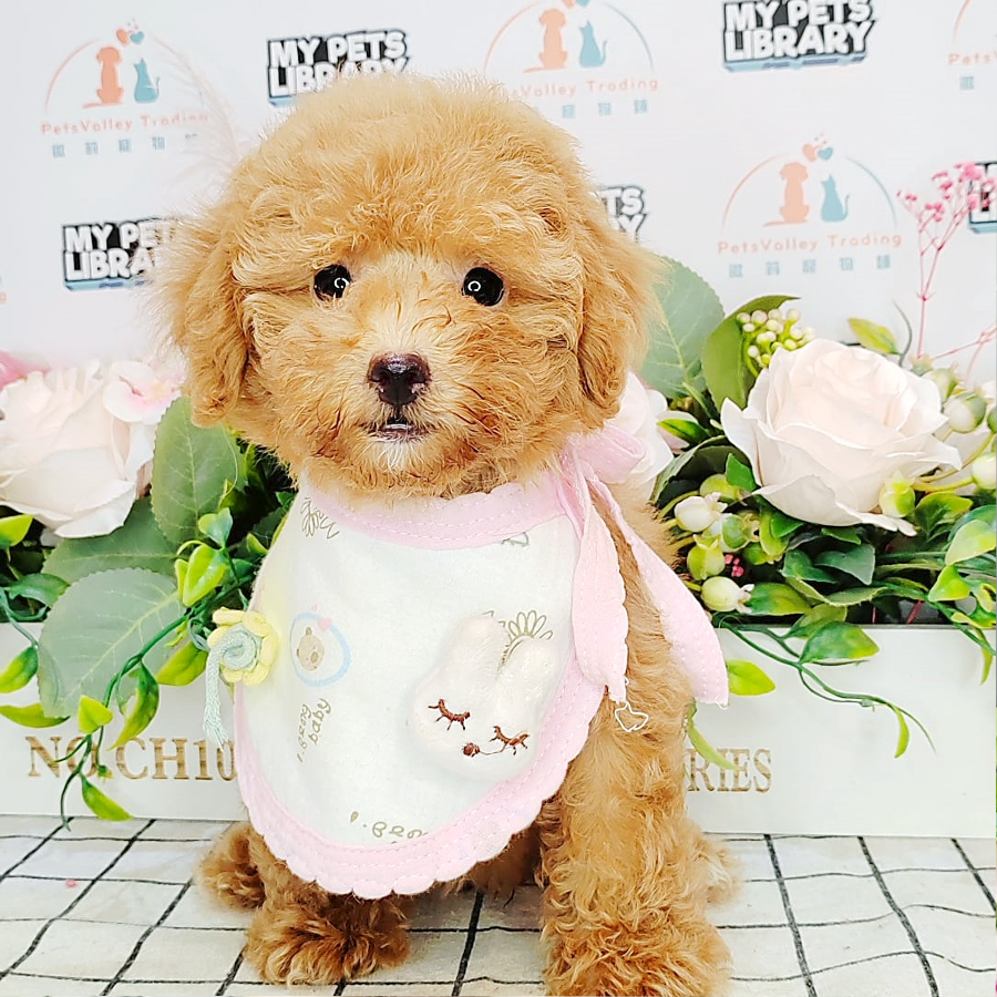 Toy Poodle Puppy (Female) For Sale