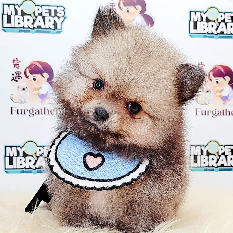 Pomeranian Puppy (Female) For Sale