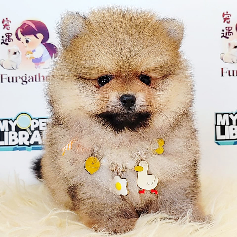 Pomeranian Puppy (Male) For Sale