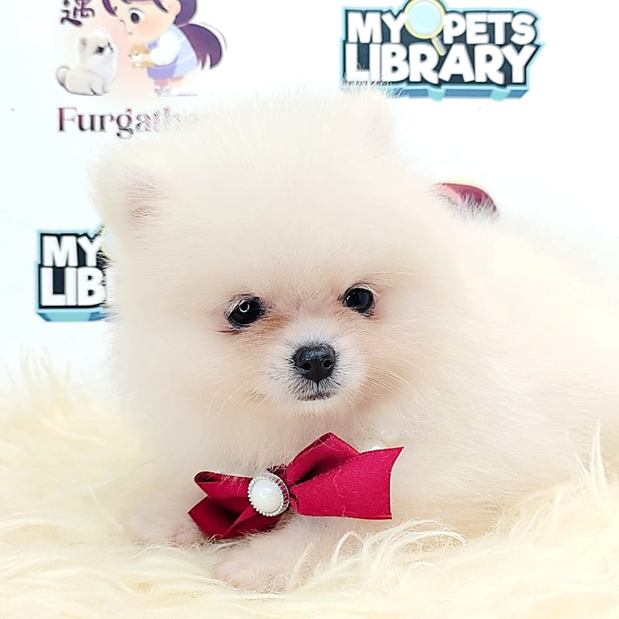 Pomeranian Puppy (Female) For Sale