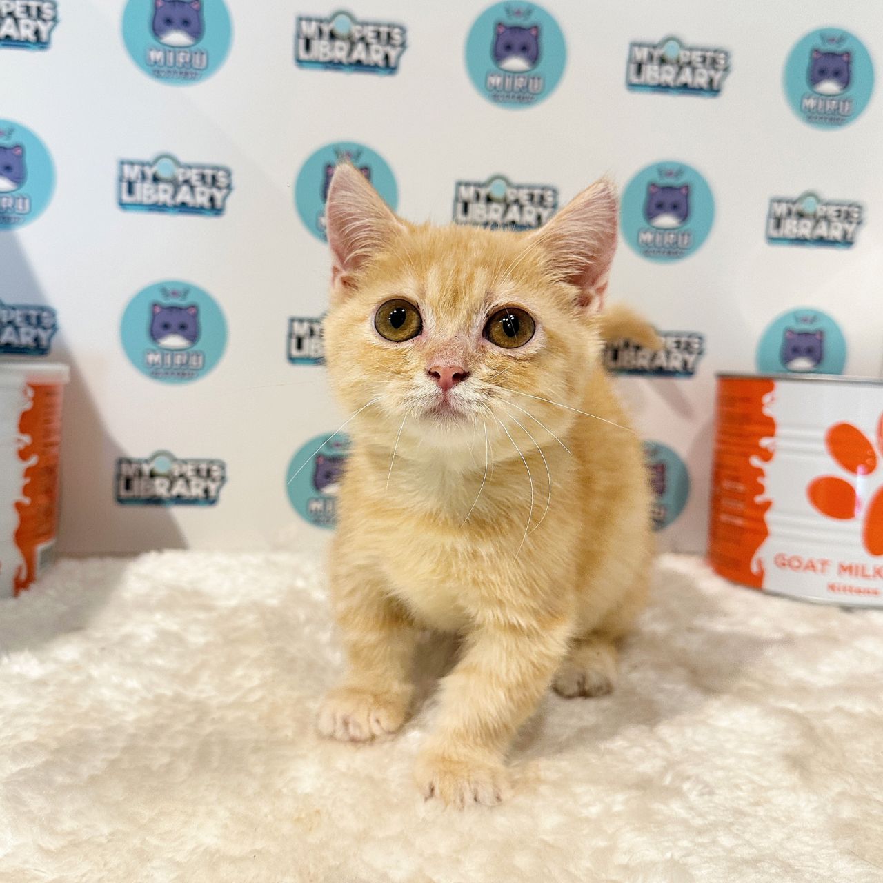 Munchkin British Shorthair Kitten (Male) For Sale