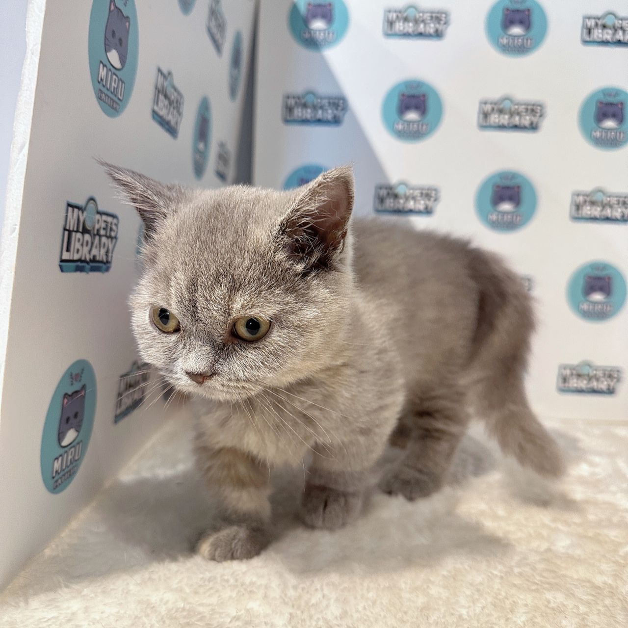 Super Short Munchkin Shorthair Kitten (Female) For Sale