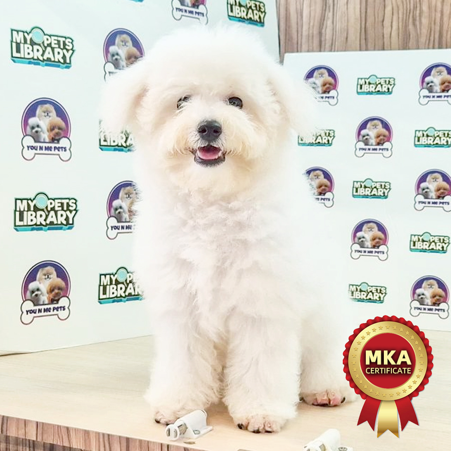 MKA Bichon Frise Puppy (Female) For Sale