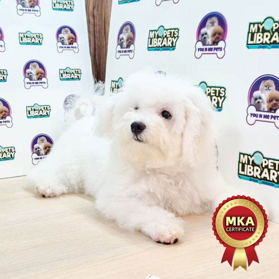 MKA Bichon Frise Puppy (Male) For Sale