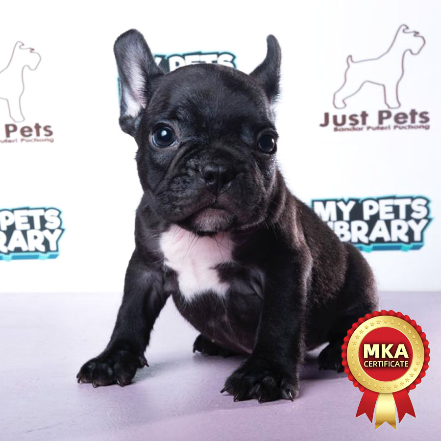 MKA French Bulldog Puppy (Male) For Sale