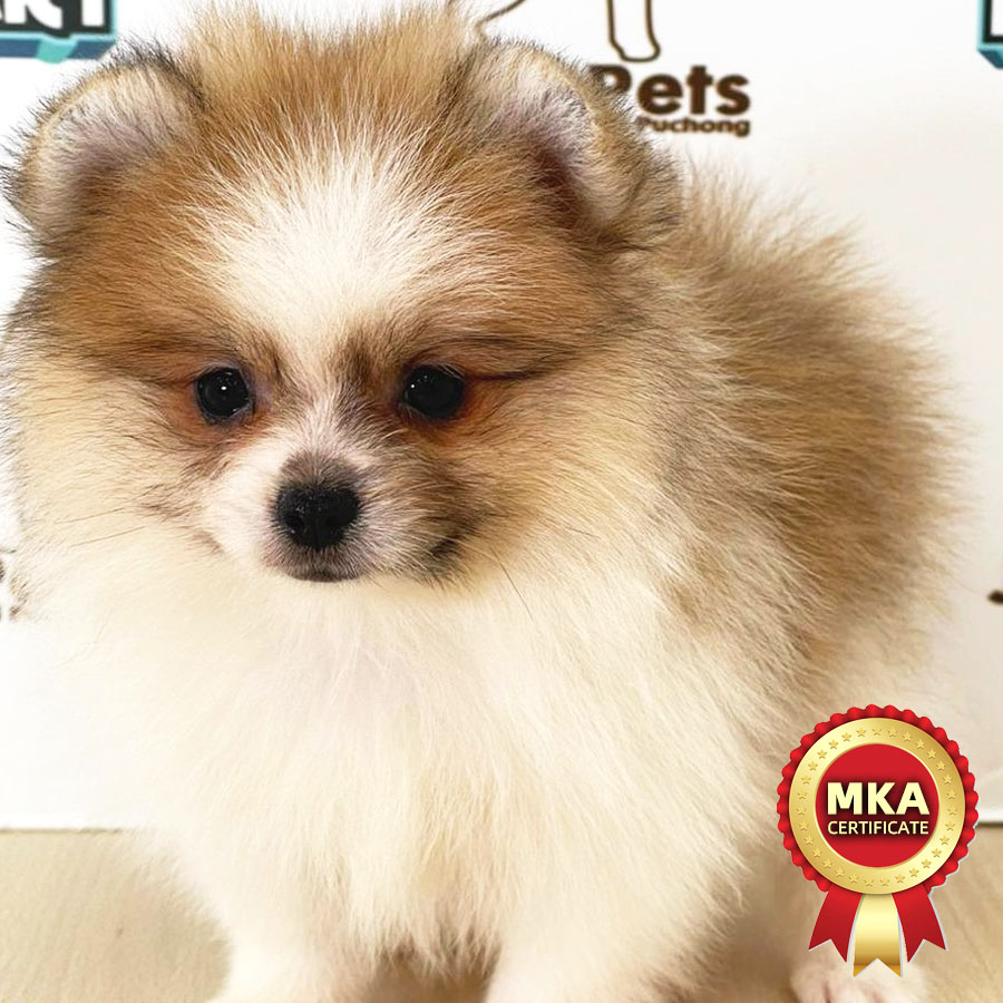 MKA Pomeranian Puppy (Male) For Sale