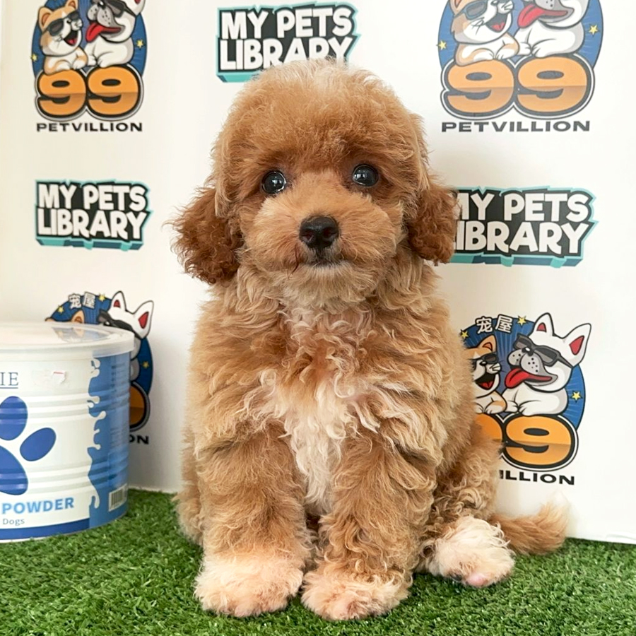 Toy Poodle Puppy (Male) For Sale
