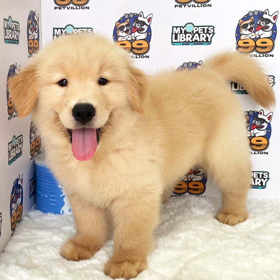 Golden Retriever Puppy (Male) For Sale