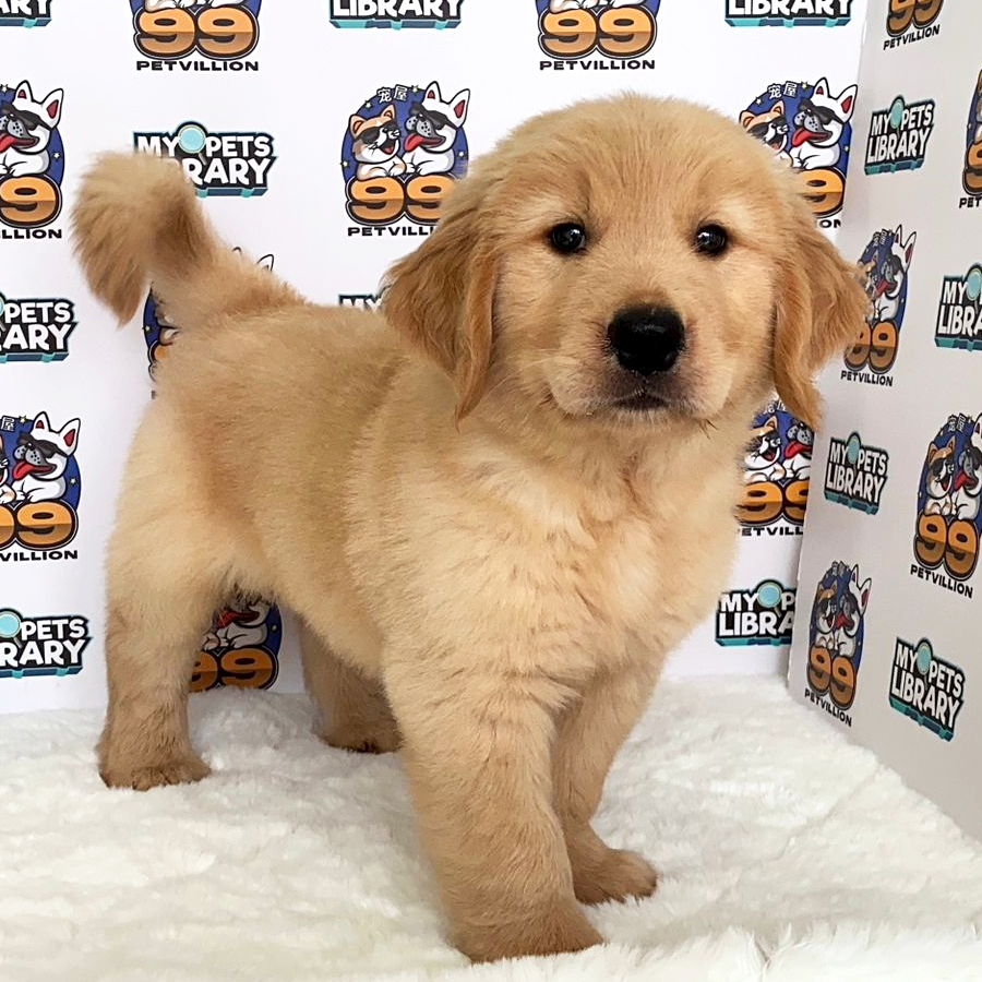 Golden Retriever Puppy (Male) For Sale