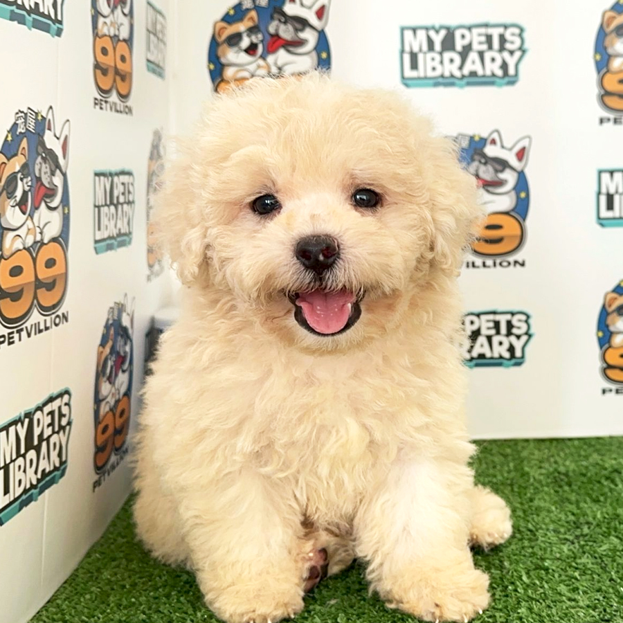 Toy Poodle Puppy (Male) For Sale