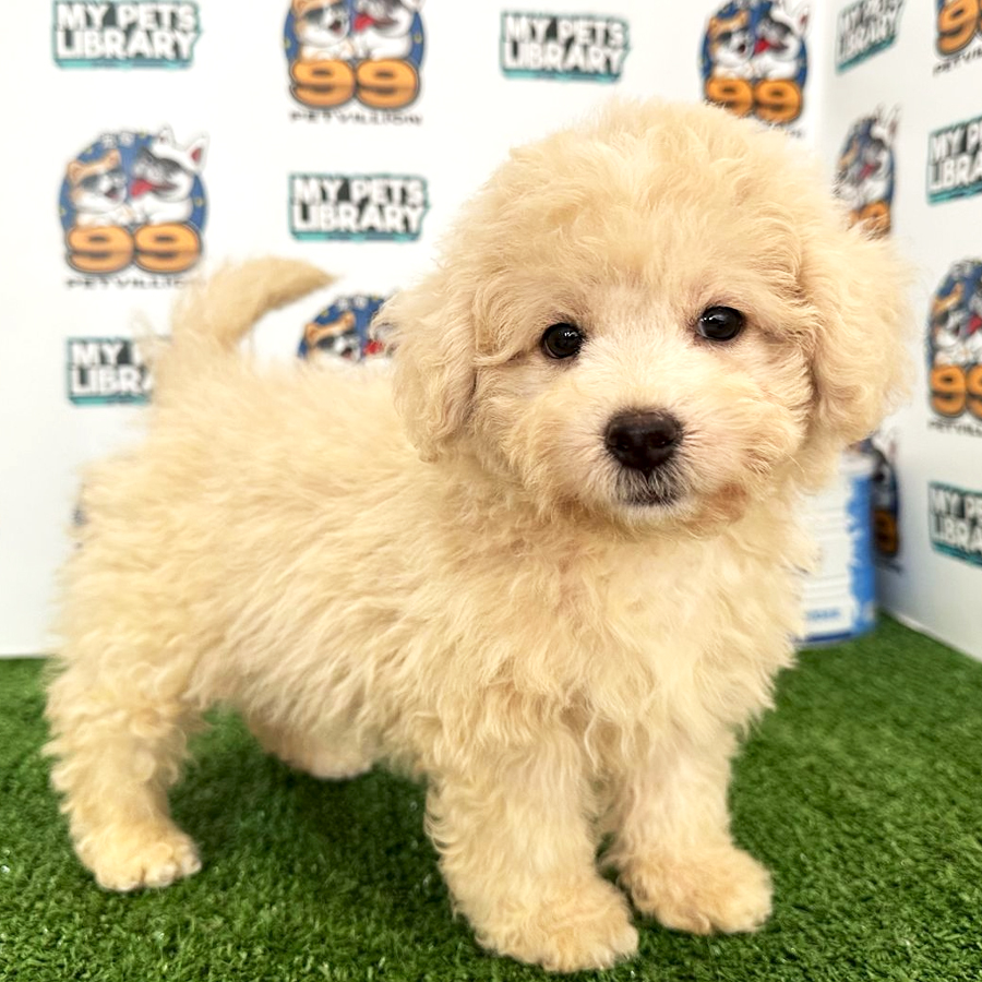 Toy Poodle Puppy (Male) For Sale