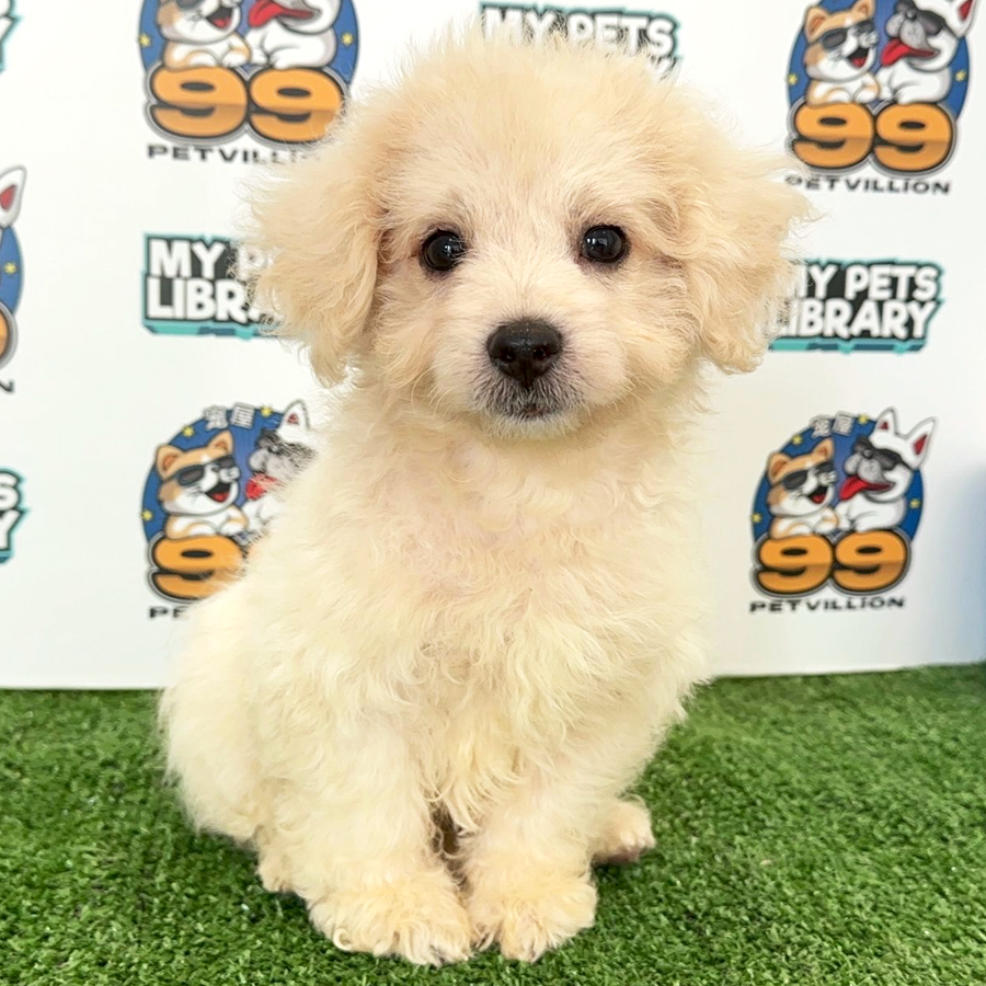 Toy Poodle Puppy (Male) For Sale