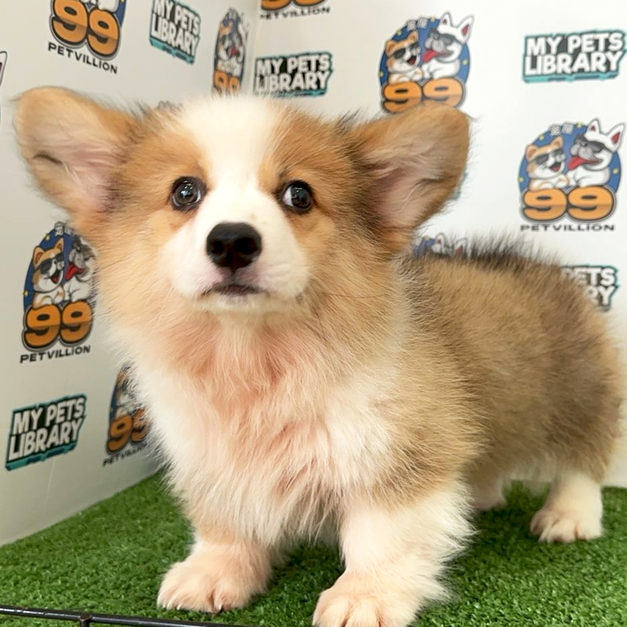 Welsh Corgi Puppy (Male) For Sale