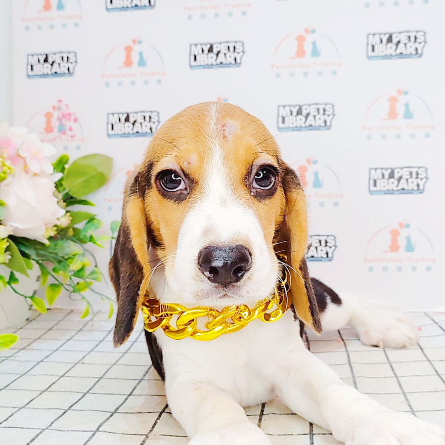 Beagle Puppy (Male) For Sale