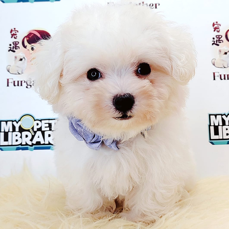 Tiny Toy Poodle Puppy (Male) For Sale