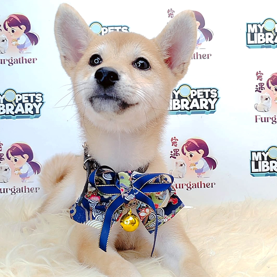 Shiba Inu Puppy (Female) For Sale