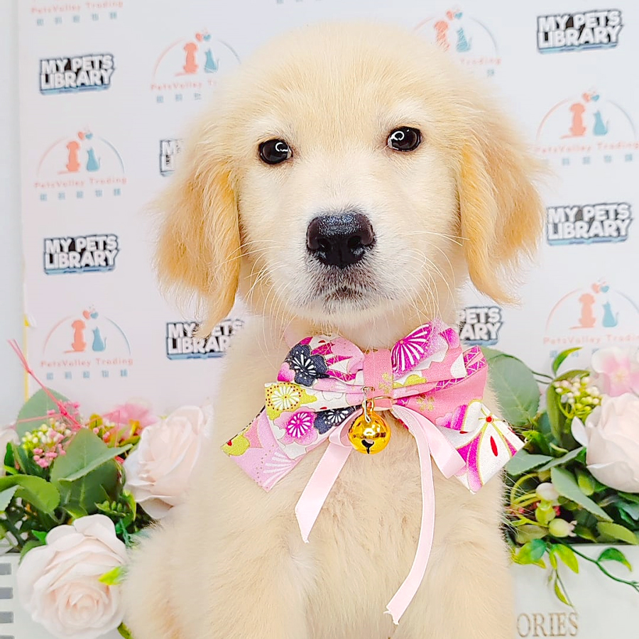 Golden Retriever Puppy (Female) For Sale