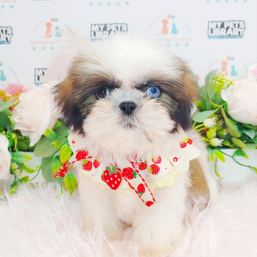 Shih Tzu Puppy (Male) For Sale
