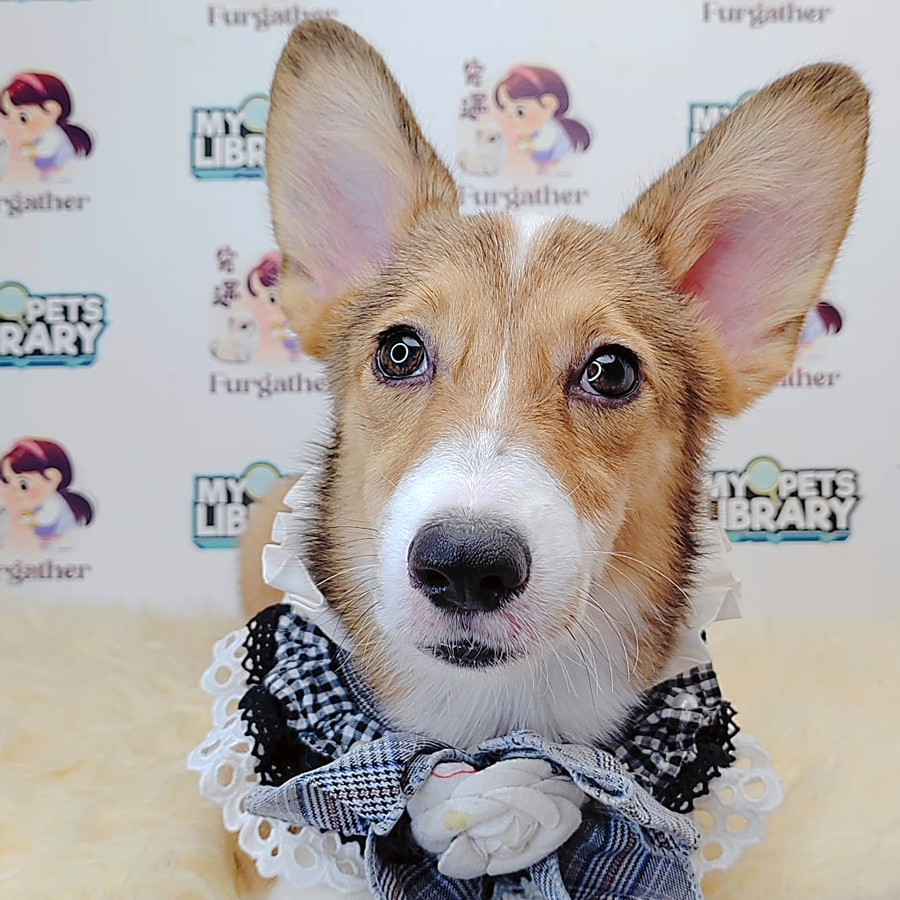 Short Coat Corgi Puppy (Male) For Sale