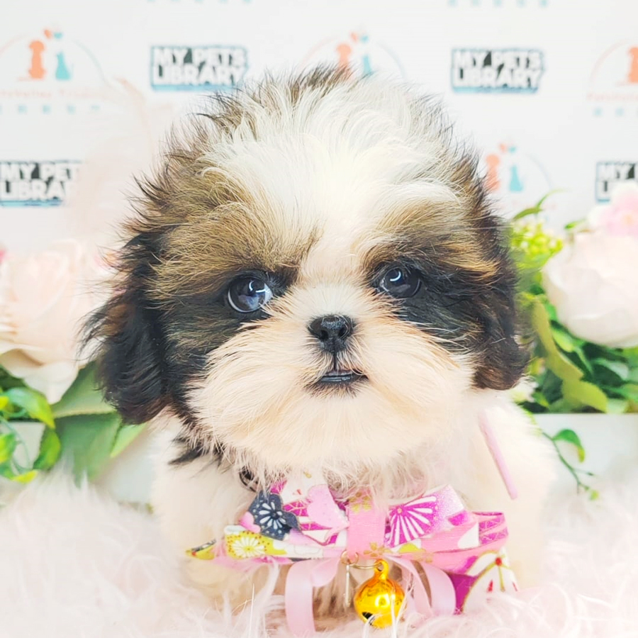 Shih Tzu Puppy (Female) For Sale