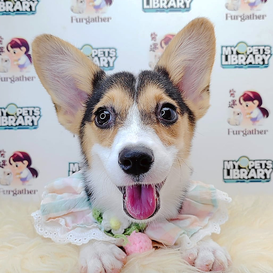 Short Coat Corgi Puppy (Female) For Sale