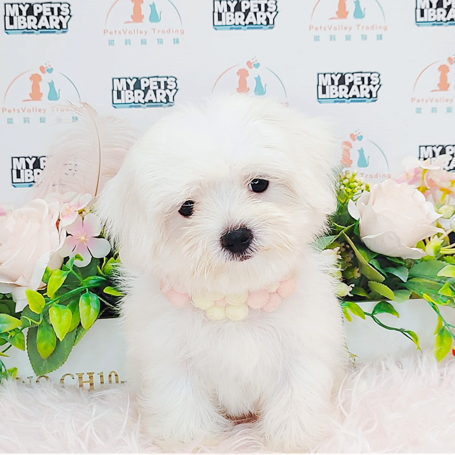 Maltese Puppy (Male) For Sale