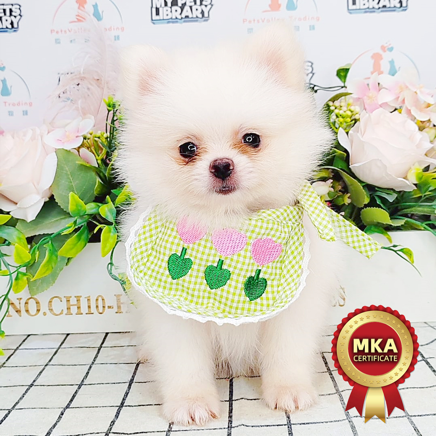 MKA Tiny Pomeranian Puppy (Female) For Sale