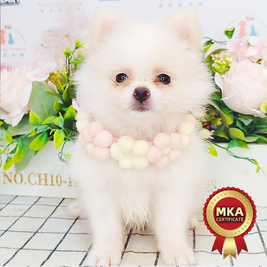 MKA Tiny Pomeranian Puppy (Female) For Sale