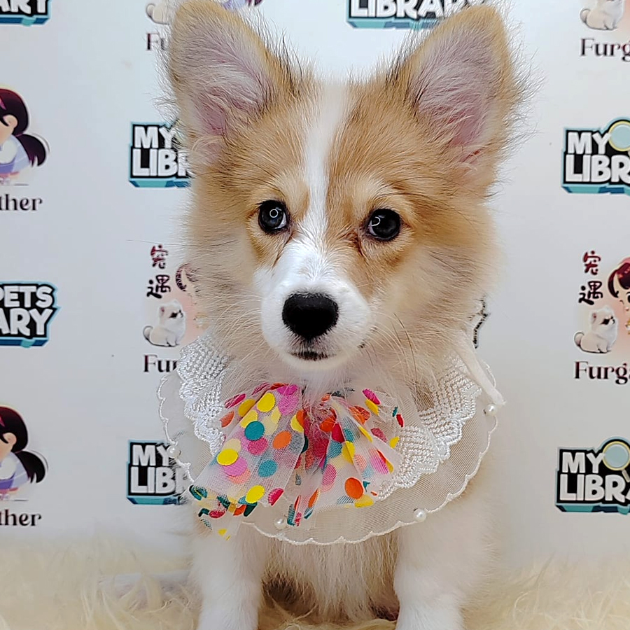 Long Coat Corgi Puppy (Female) For Sale