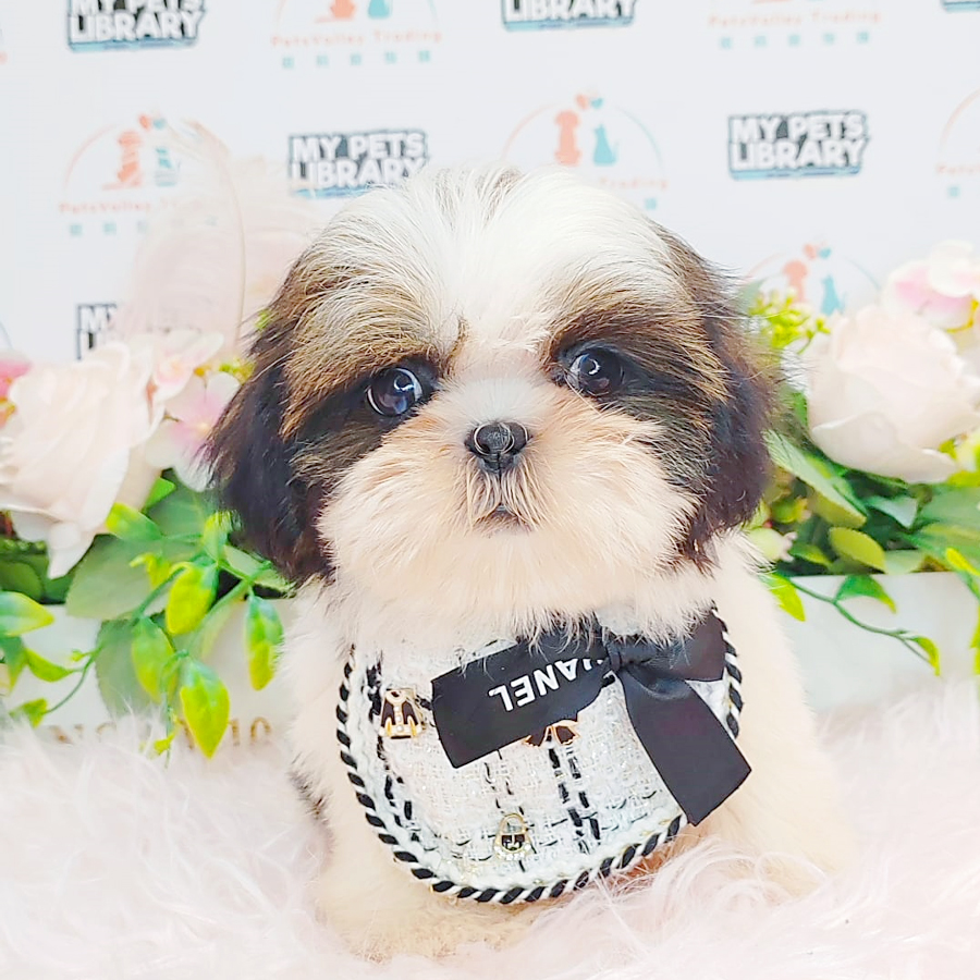 Shih Tzu Puppy (Female) For Sale