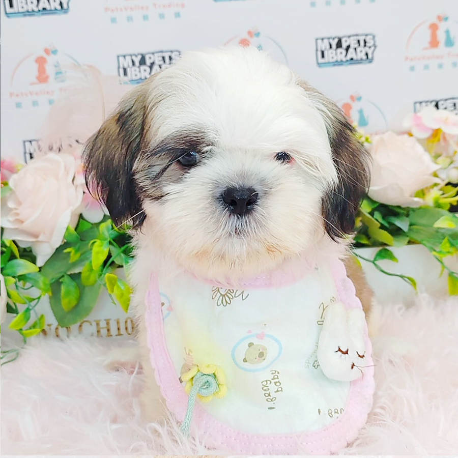 Shih Tzu Puppy (Male) For Sale