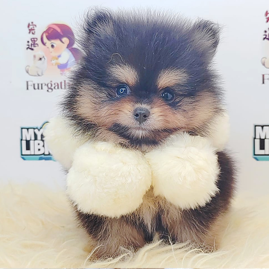 Pomeranian Puppy (Male) For Sale