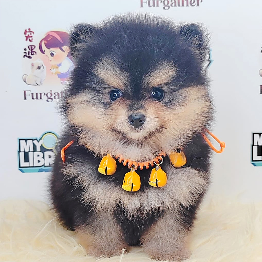 Pomeranian Puppy (Female) For Sale