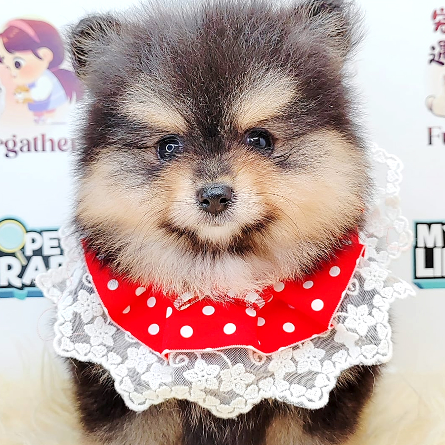 Pomeranian Puppy (Female) For Sale