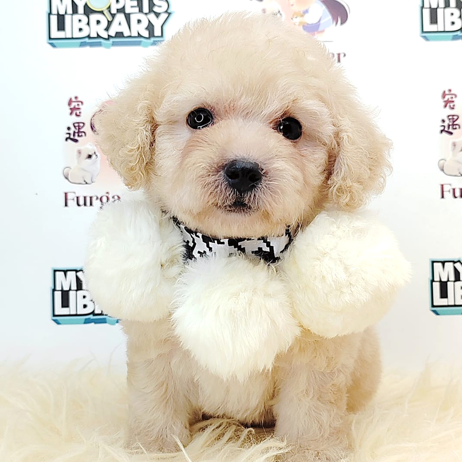 Tiny Toy Poodle Puppy (Male) For Sale