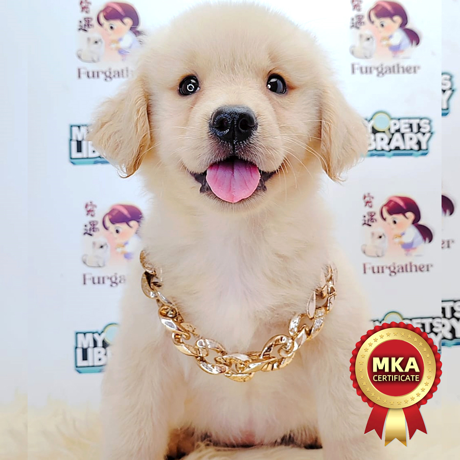 MKA Golden Retriever Puppy (Female) For Sale