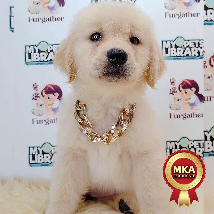 MKA Golden Retriever Puppy (Female) For Sale
