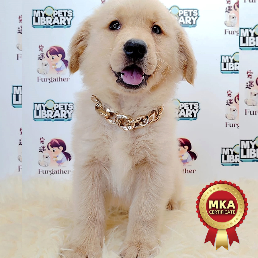 MKA Golden Retriever Puppy (Female) For Sale