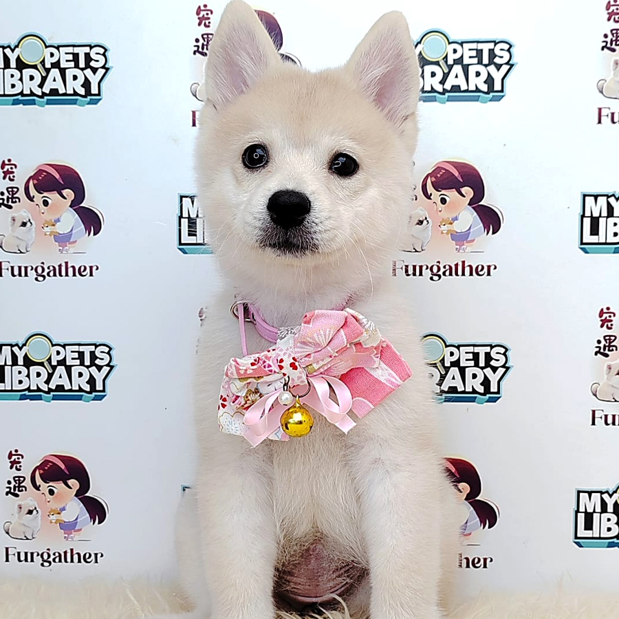 Pomsky Puppy (Female) For Sale