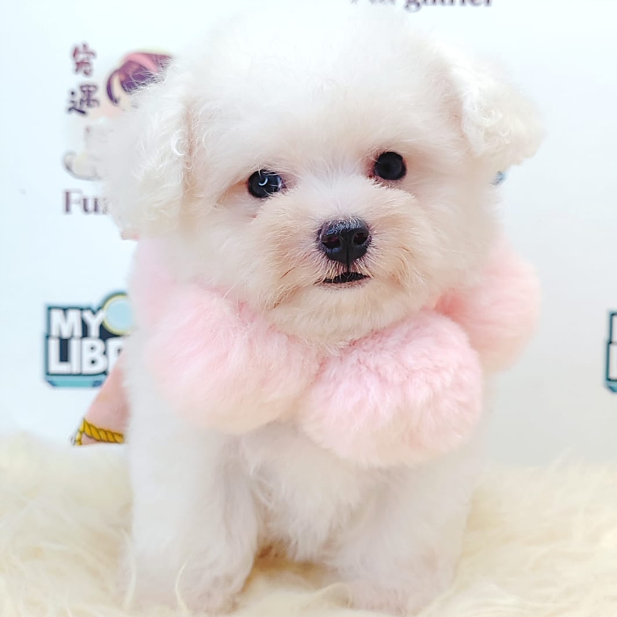 Tiny Toy Poodle Puppy (Male) For Sale