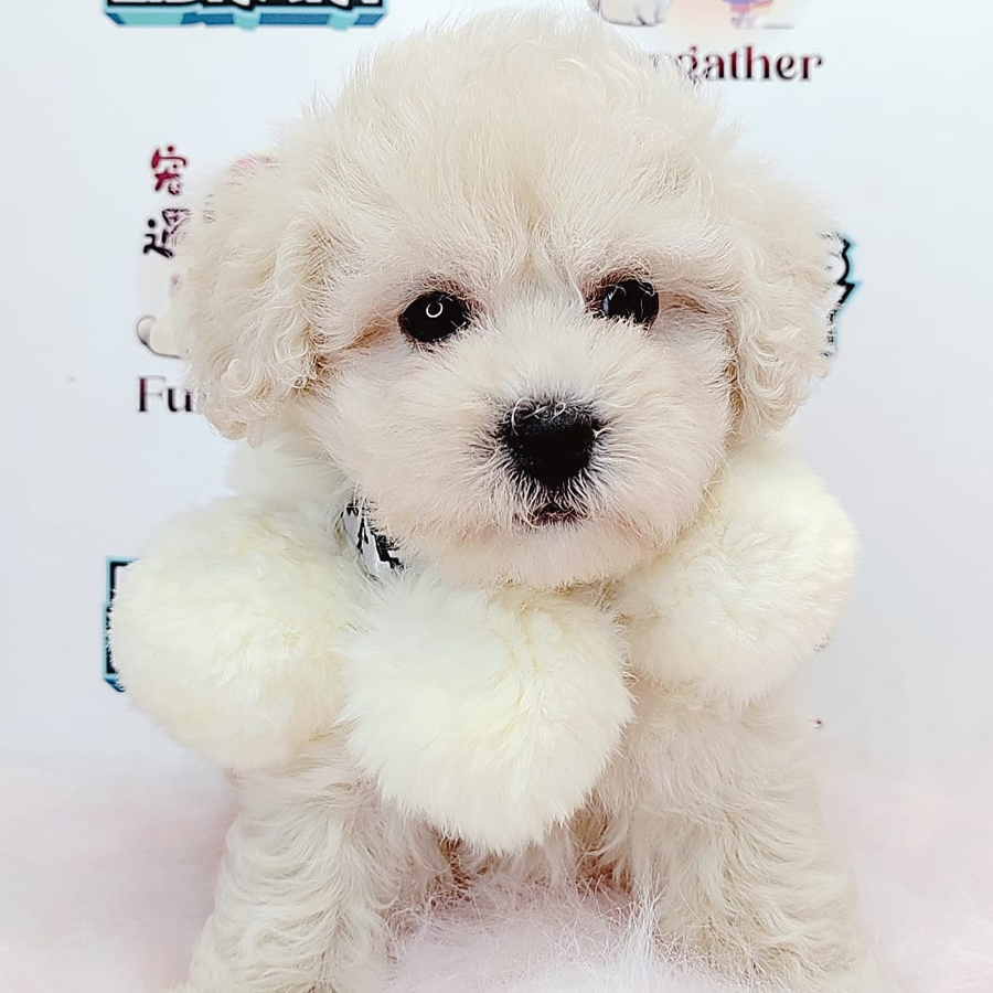 Tiny Toy Poodle Puppy (Male) For Sale