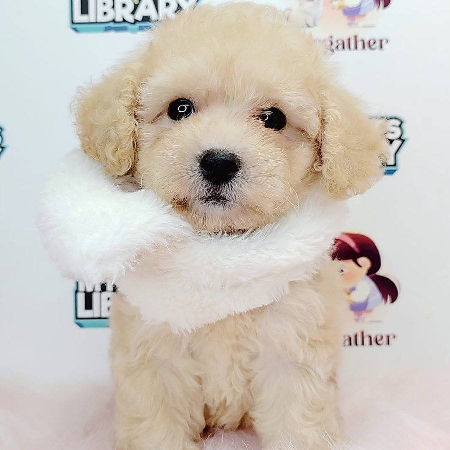 Tiny Toy Poodle Puppy (Male) For Sale